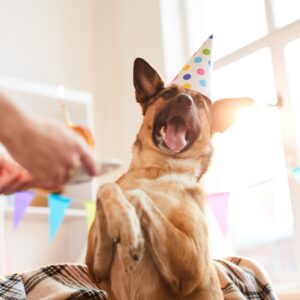 How to Celebrate Your Dog’s Birthday