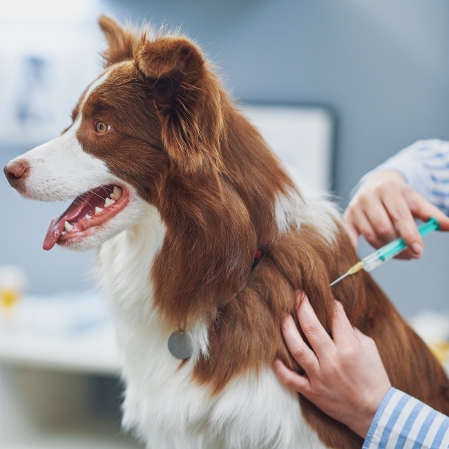 Brown Border Collie dog during visit in vet. High quality photo