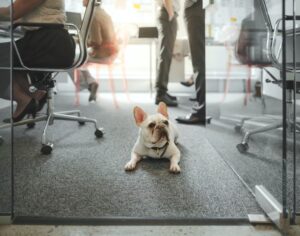 Small dog laying down in the middle of an office