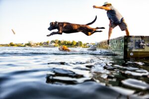 A pet owner throws a stick in the lake & his dog jumps in.