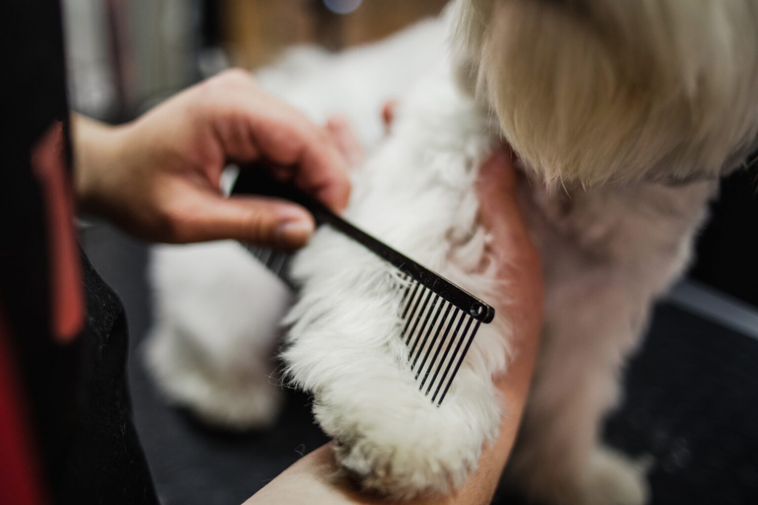 Photo inspiration: Visual Reference: Guide To Dog Grooming Frequency In Campbell Ca