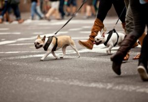 Pedestrians and dogs crossing at intersection, New York City