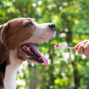 Importance of Brushing Your Dog’s Teeth (1)