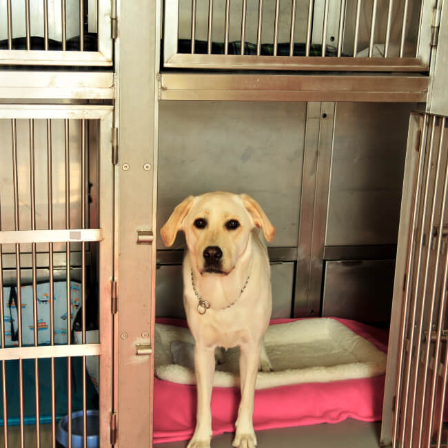 Tips for First Time Dog Boarders Blog