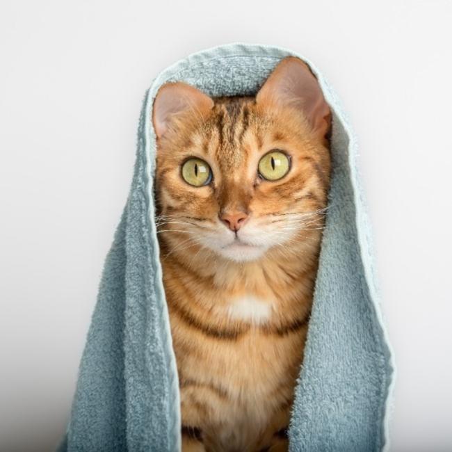 Do I need to bathe my cat? Blog