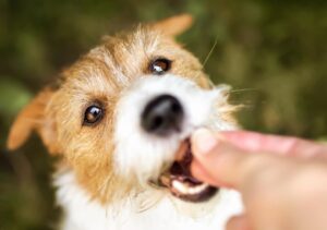 Calming Treats for Puppies