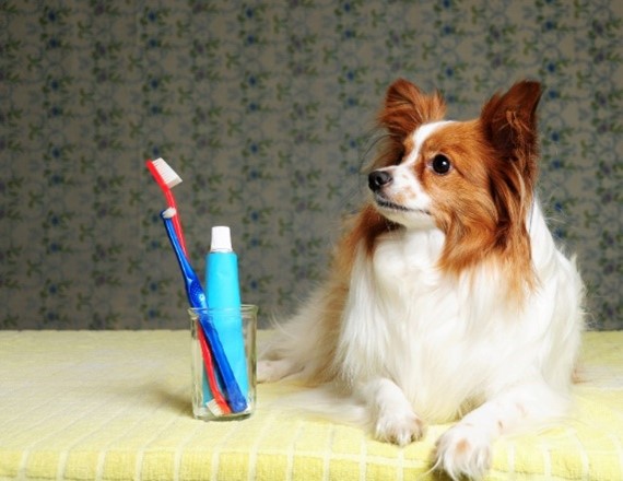 A dog sitting on a table next to a toothbrush and toothpaste