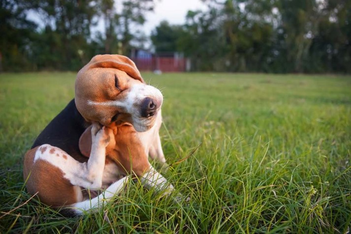 A dog is lying in the grass in a dog daycare center in Campbell, CA
