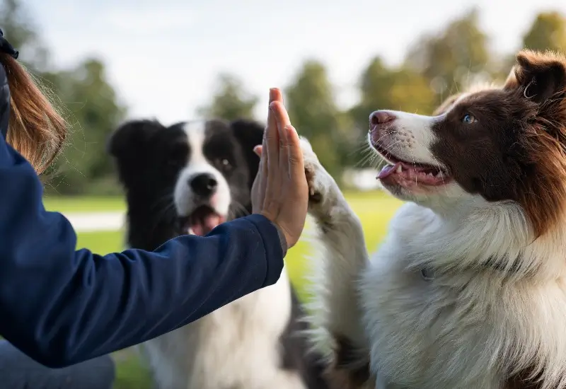 Owner is training his border collie