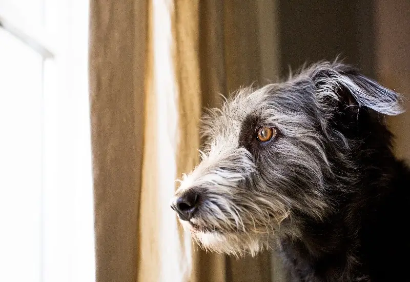 Shaggy terrier dog looking out window with sad expression