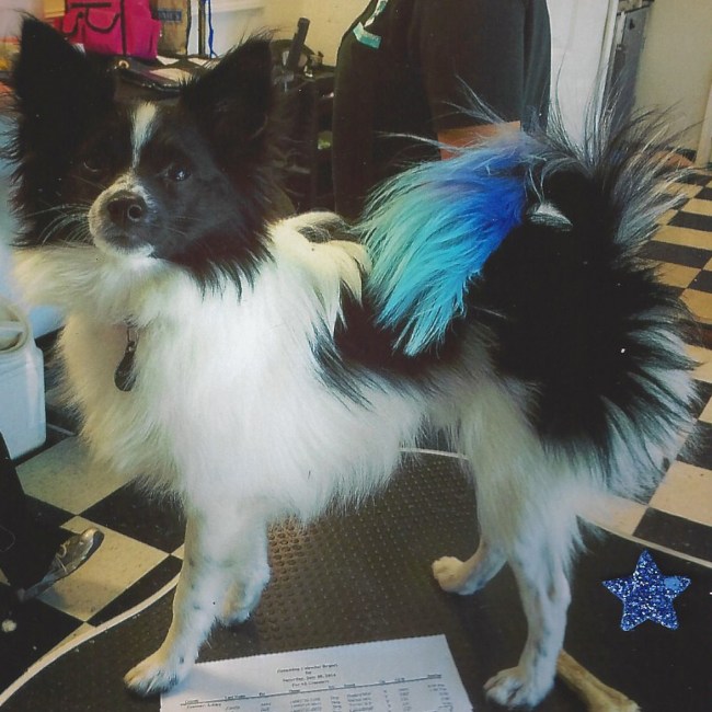 Black and white dog with blue tail highlights after creative grooming services in San Jose, CA
