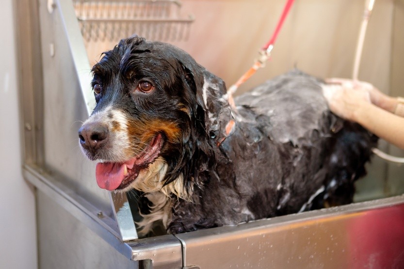 Dog wet bath