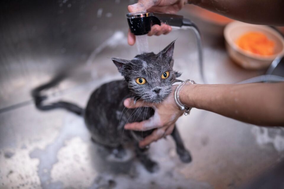 cat-grooming-details