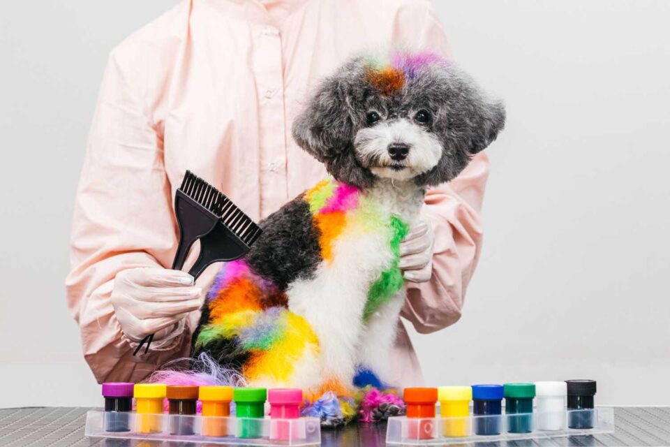 creative-dog-groomer