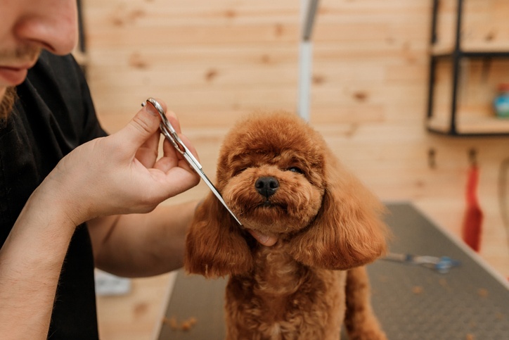 Professional male groomer making haircut of poodle teacup dog at grooming salon with professional equipment
