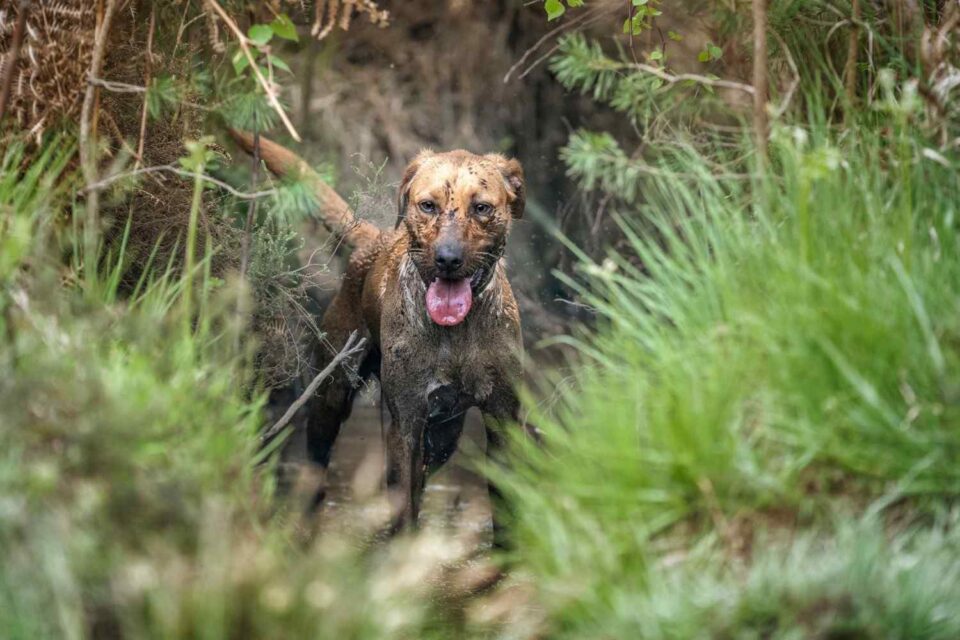 mud-treatment-dog