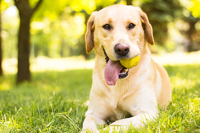 Dog playing outdoors with a tennis ball during pet travel preparation tips