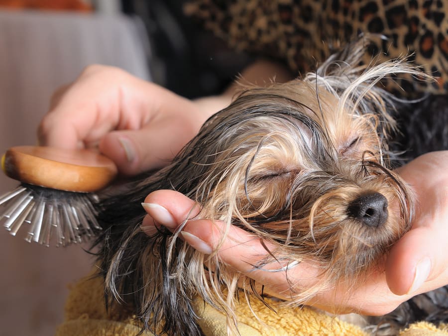 Dog receiving professional dematting and grooming care to remove tangled fur